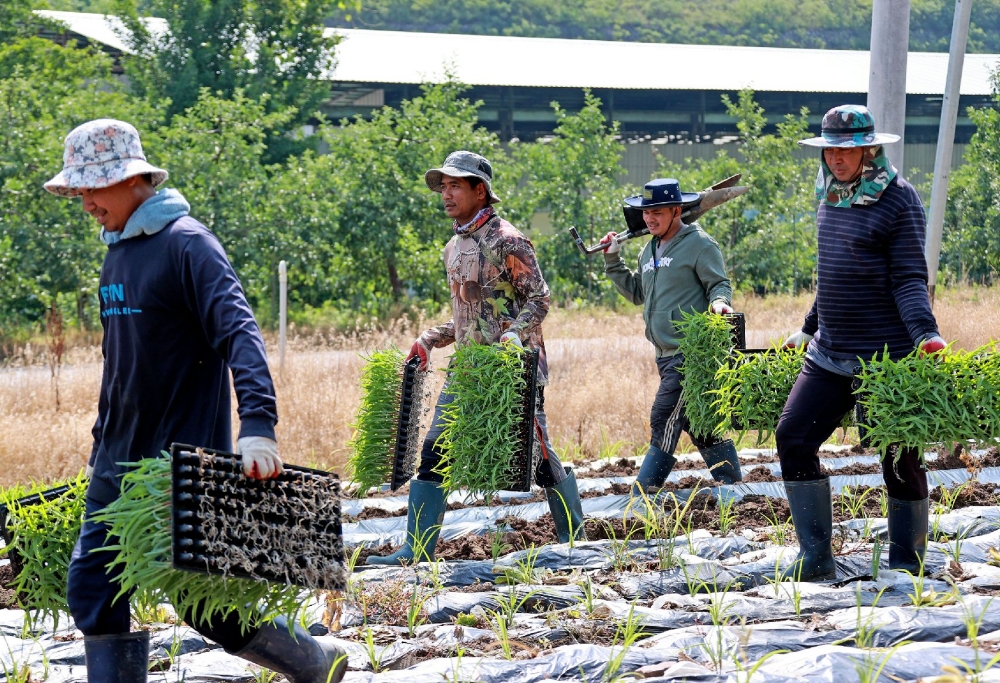 Unos temporeros camboyanos, el 24 de junio, moviendo semillas de maíz en un campo de maíz en el condado de Goesan-gun, provincia de Chungcheongbuk-do. | Oficina del condado de Goesan-gun