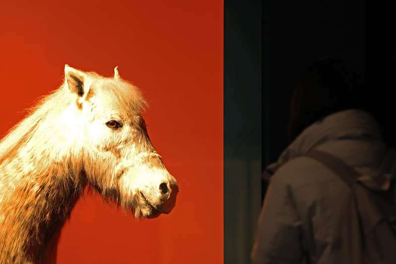 Una r&eacute;plica de un caballo de Jeju se exhibe en la exposici&oacute;n 'El famoso fest&iacute;n del caballo', del Museo Folcl&oacute;rico Nacional de Corea, el 16 de diciembre, en el distrito Jongno-gu de Se&uacute;l. Originario de la isla, esta raza equina fue declarada monumento natural de Corea en 1986.