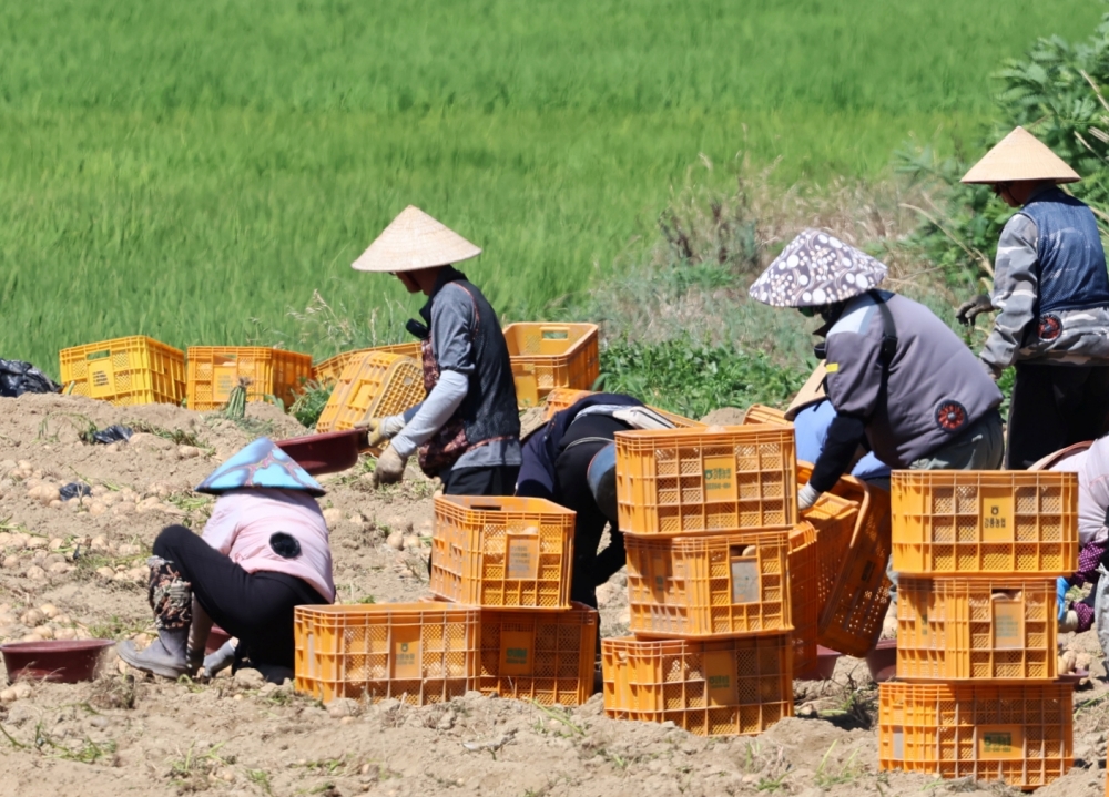 Unos trabajadores con sombreros tradicionales vietnamitas cosechan papas, el 23 de julio, en una granja de una aldea de Gangneung, provincia de Gangwon-do. | Agencia de Noticias Yonhap