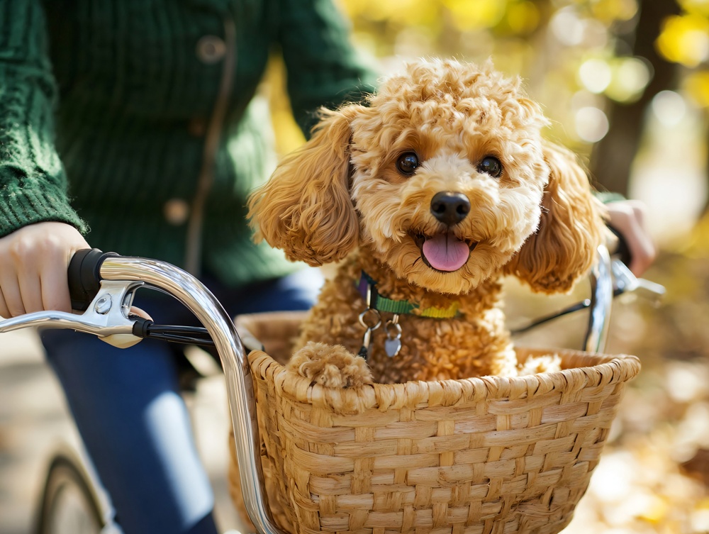La Agencia de Cuarentena de Animales y Plantas (APQA, por sus siglas en inglés) anunció el 24 de febrero que aprobó siete medicamentos veterinarios para mascotas. | iclickart (La reproducción o redistribución no autorizada de esta imagen está prohibida de acuerdo con las leyes de derechos de autor).