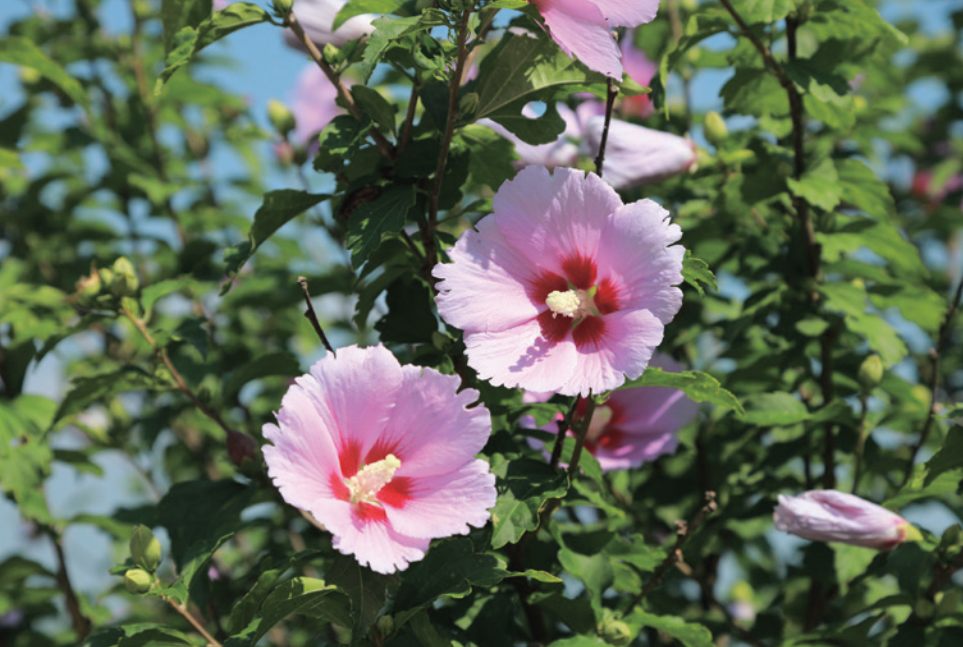 6. Mugunghwa Con su gran vitalidad y elegancia, refleja la identidad de Corea.