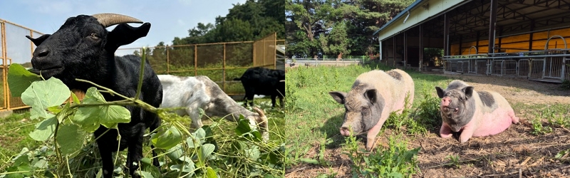 Los cerdos, cabras y gallinas rescatados encuentran refugio en el KARA Mini Farm Sanctuary, ubicado en el condado de Eumseong-gun, provincia de Chungcheongbuk-do. | Korea Animal Right Advocates
