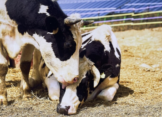 Los toros rescatados por la organización Animal Liberation Wave ahora viven en el New Moon Sanctuary en el pueblo de Sinwol-ri, condado de Inje-gun, provincia de Gangwon-do. | Animal Liberation Wave