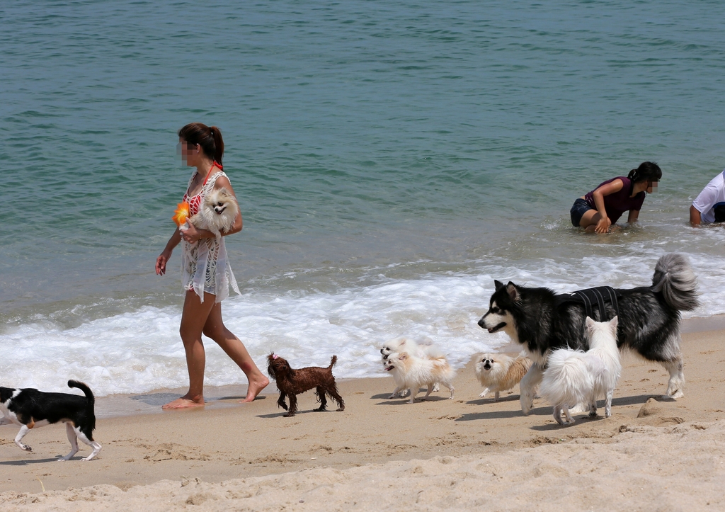Cada vez m&aacute;s playas del pa&iacute;s, entre ellas las de Ulsan, Geoje en la provincia de Gyeongsangnam-do y el condado de Yangyang-gun en la provincia de Gangwon-do, permiten el acceso de mascotas. La foto muestra unas personas con sus perros en la playa Sageunjin en Gangneung, provincia de Gangwon-do. | Agencia de Noticias Yonhap