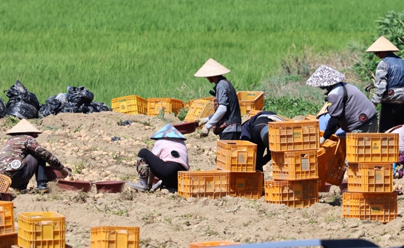 Unos trabajadores extranjeros con sombreros tradicionales vietnamitas cosechan patatas en una zona rural de de Gangneung, provincia de Gangwon-do, el 23 de julio del a&ntilde;o pasado. | Agencia de Noticias Yonhap
