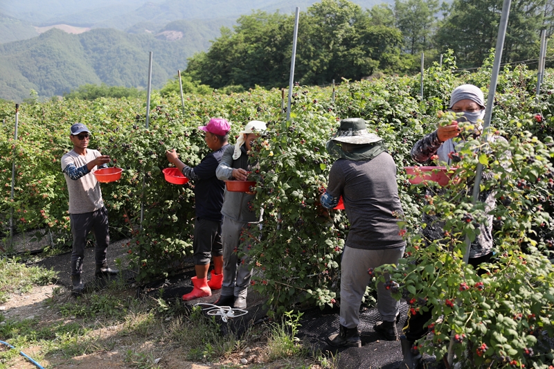 La foto muestra a trabajadores extranjeros cosechando frambuesas negras en una granja del condado de Muju-gun, en la provincia de Jeollabuk-do. | Condado de Muju-gun