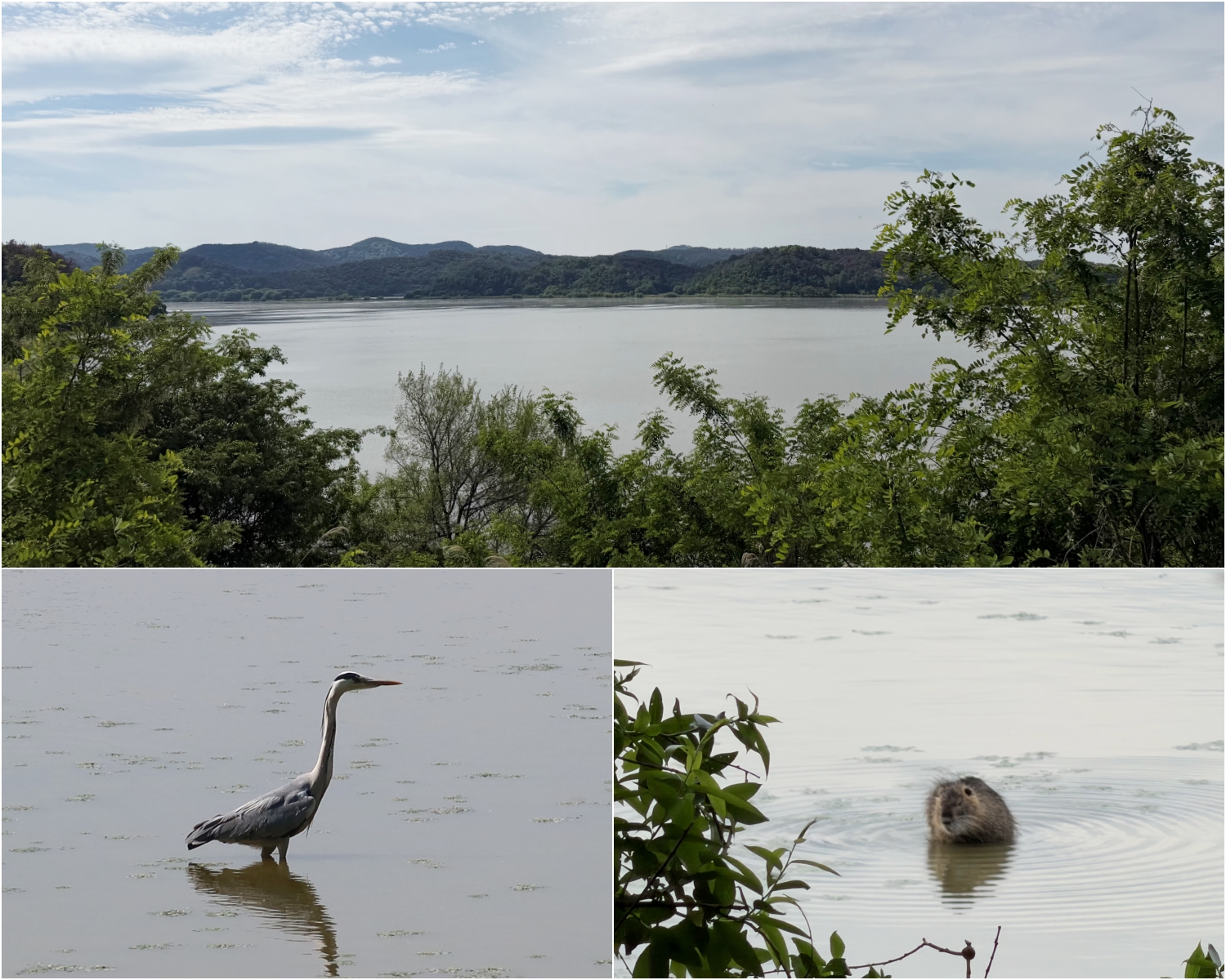 Las fotos, tomadas del 7 de mayo, muestran la vista del humedal y una garza y nutrias refrescándose en él. | Charles Audouin