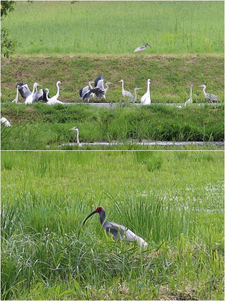 Diversas especies de aves son observables desde el sendero situado cerca del Centro de Restauración del Ibis Crestado de Upo, entre ellas garzas e ibis japoneses (abajo), cuyo plumaje blanco se vuelve gris durante el periodo de reproducción. | Charles Audouin