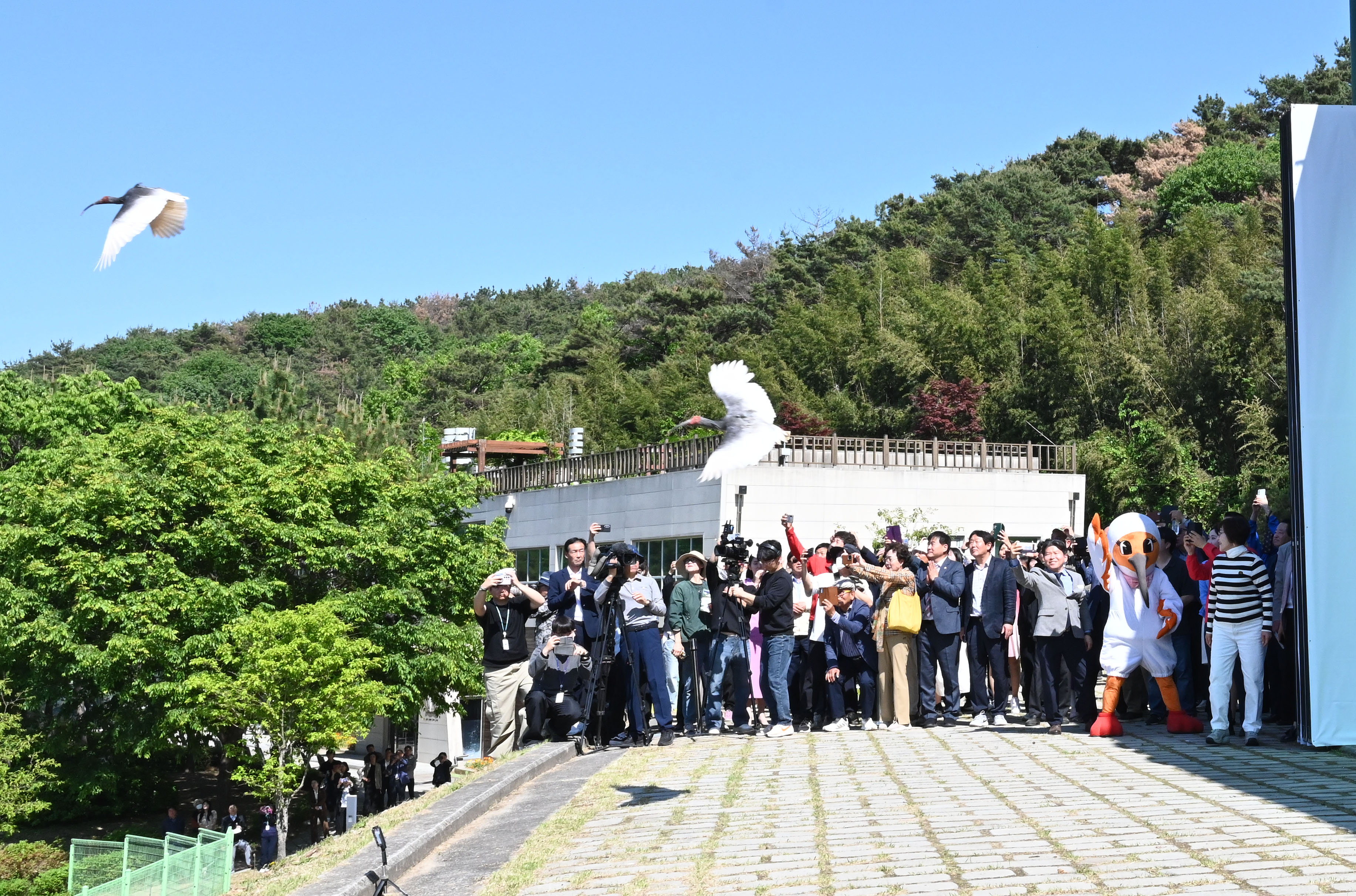 Se liberan ibis japoneses en la naturaleza durante un evento abierto al público, celebrado el 6 de mayo en el Centro de Recuperación del Ibis Crestado de Upo. | Oficina del condado de Changnyeong-gun