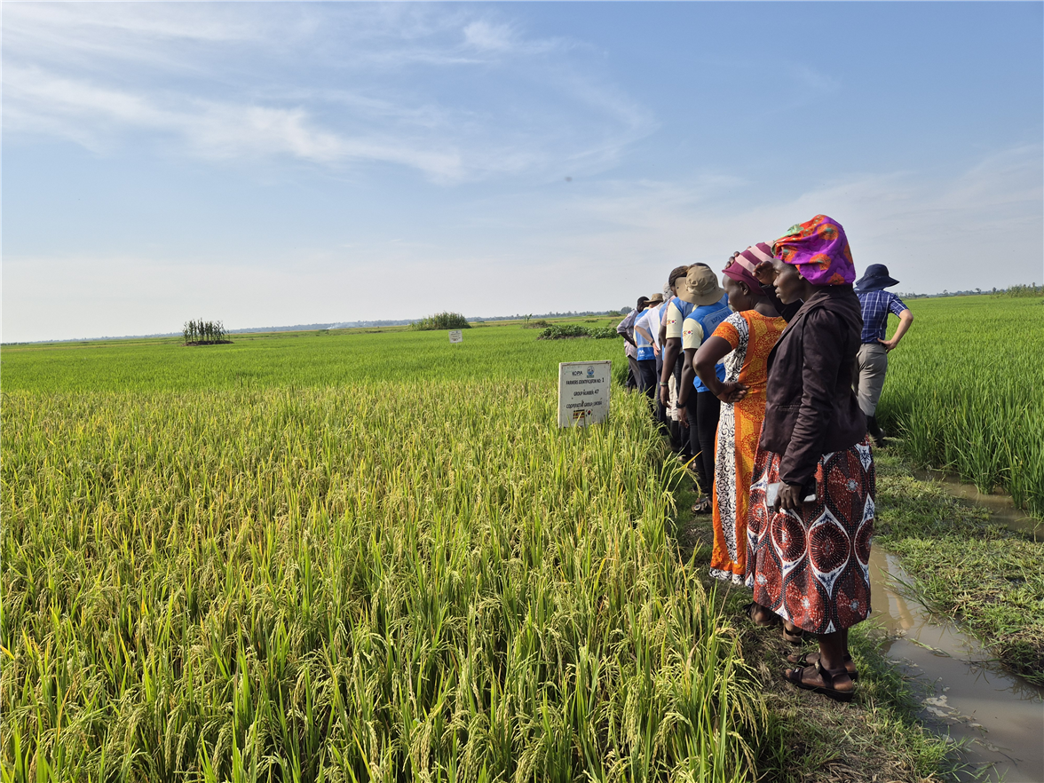 Unos agricultores ugandeses participan en una sesi&oacute;n de formaci&oacute;n en el marco del programa K-Rice Belt, una iniciativa de ayoda oficial al desarrollo (AOD) agr&iacute;cola del Ministerio de Agricultura, Alimentaci&oacute;n y Asuntos Rurales y la Agencia de Desarrollo Rural (RDA) de Corea. | Ministerio de Agricultura, Alimentaci&oacute;n y Asuntos Rurales