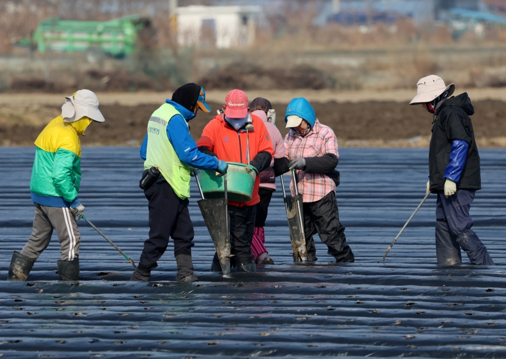 Unos trabajadores extranjeros plantan patatas en un campo en Gangneung, provincia de Gangwon-do, el 10 de marzo. | Agencia de Noticias Yonhap