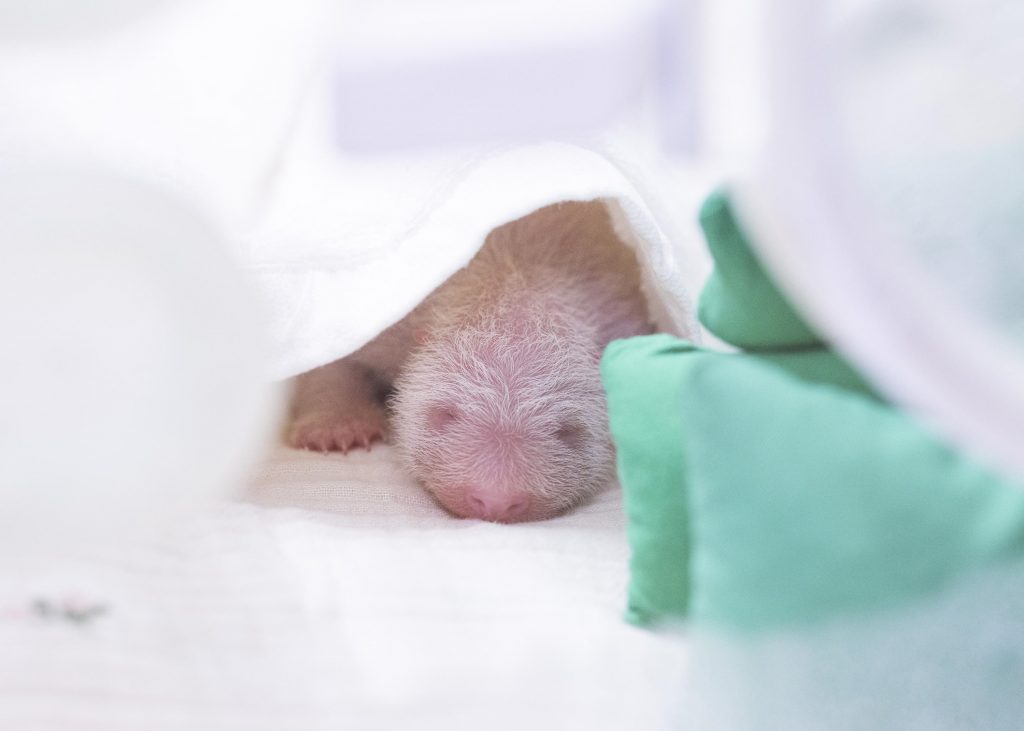 La foto muestra a la cr&iacute;a de panda gigante que naci&oacute; el 3 de junio en el Panda World de Everland, ubicado en la ciudad de Yongin, en la provincia de Gyeonggi-do. | Samsung C&T Corporation