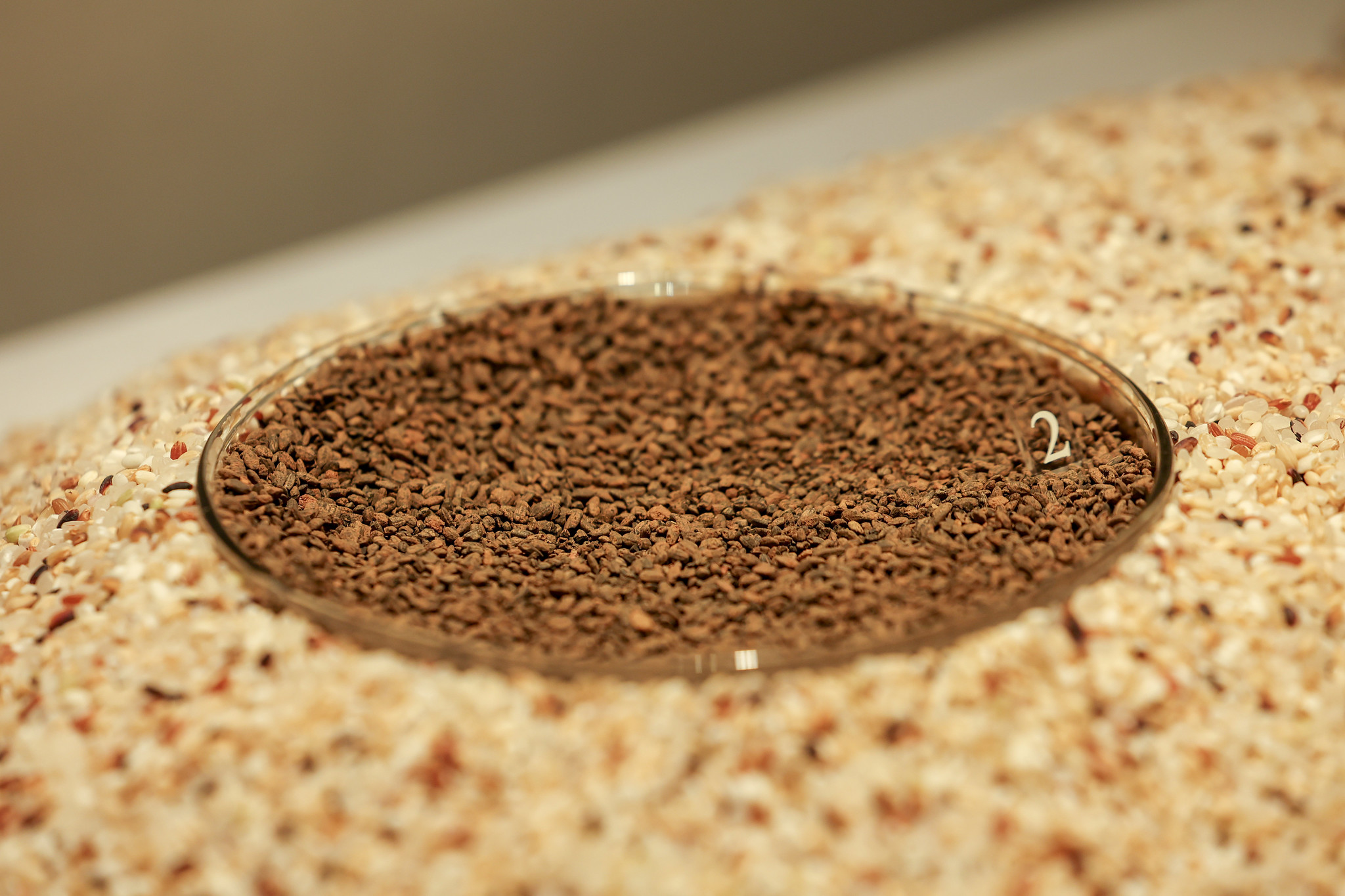 La foto muestra los granos de arroz quemados de la Edad del Bronce, descubiertos en el condado de Buyeo-gun, en la provincia de Chungcheongnam-do. Estos granos de arroz son una prueba importante que demuestra que el cultivo del arroz en la pen&iacute;nsula coreana comenz&oacute; en dicha &eacute;poca.