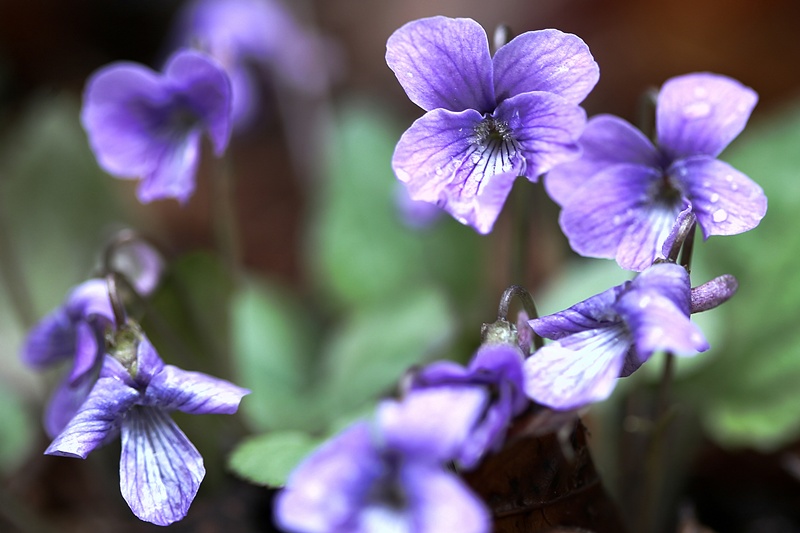 La foto muestra las violetas. | Agencia de Noticias Yonhap