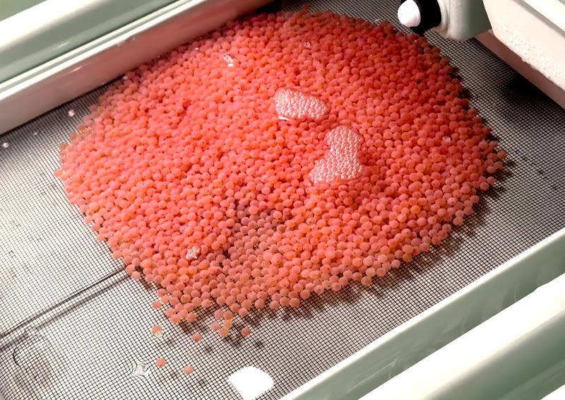 La foto muestra los huevos embrionados de salmón introducidos en 'Eco Aquafarm' en marzo del 2025.