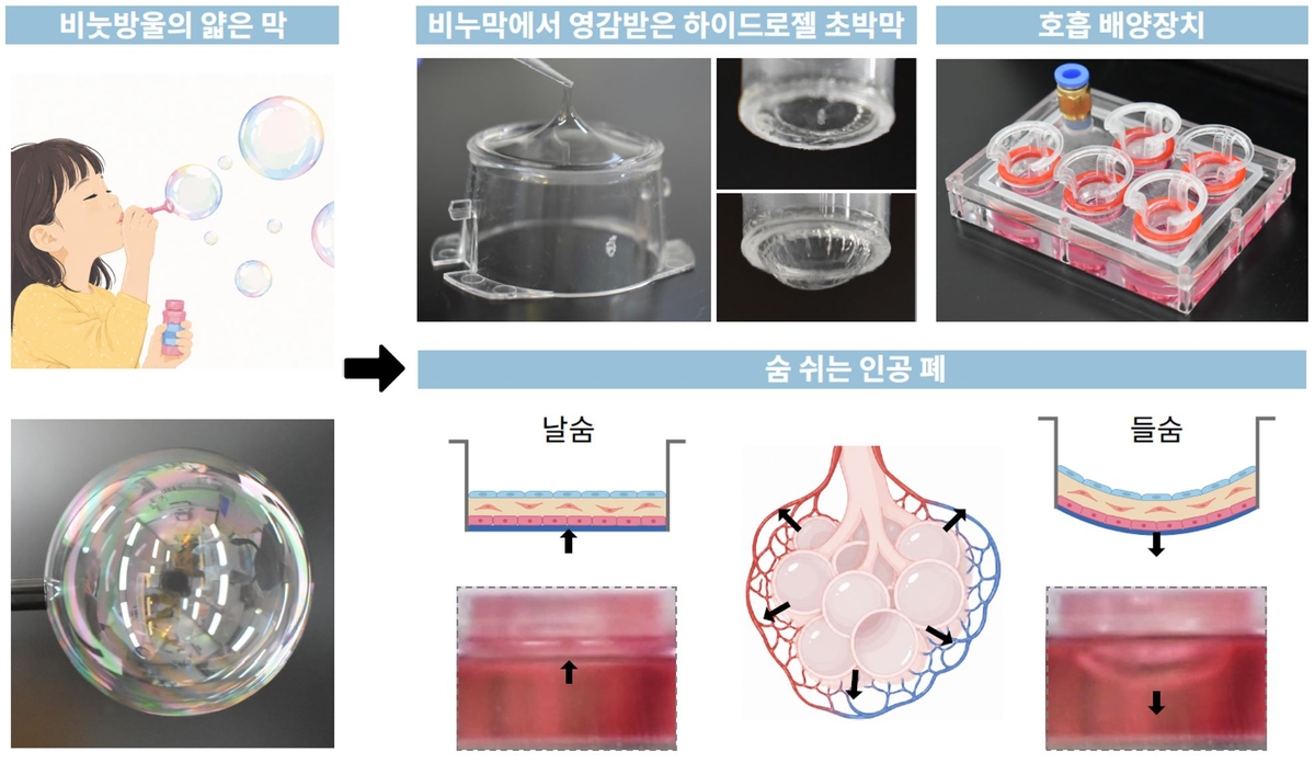 Ilustración del modelo de pulmón artificial en 3D desarrollado por investigadores coreanos de la Universidad de Ciencia y Tecnología de Pohang (POSTECH, por su acrónimo en inglés). El dispositivo cuenta con una membrana ultrafina inspirada en las burbujas de jabón que reproduce el movimiento de los alvéolos al respirar. | POSTECH