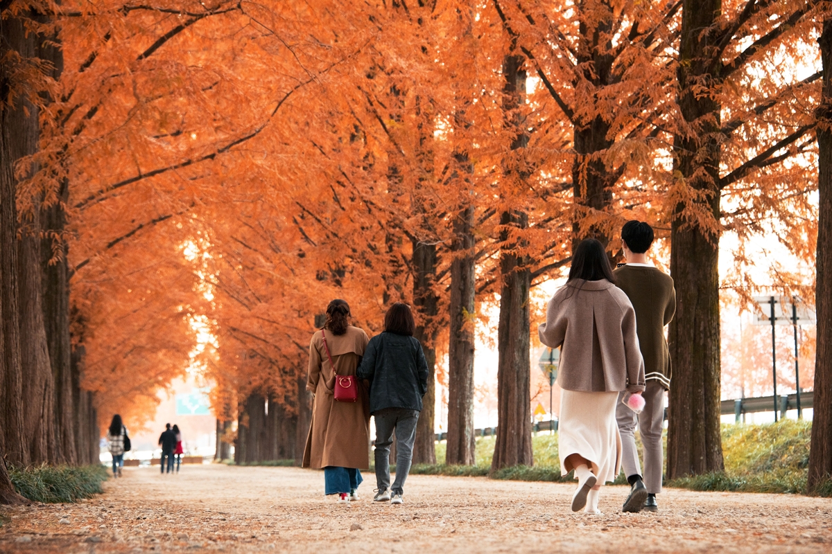 Paisaje oto&ntilde;al en el Sendero de las Metasecuoyas de Damyang, ubicado en el municipio de Damyang-eup, en el condado de Damyang-gun, en la Ciudad Metropolitana Especial de Jeonnam-Gwangju. | Organizaci&oacute;n de Turismo de Corea