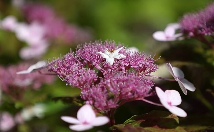 청와대 사랑채에서 만나 볼 수 있는 한국 야생화 산수국. 산수국은 낙엽관목으로 돌무더기의 습기가 많은 곳에서 잘 자란다. 전한 기자