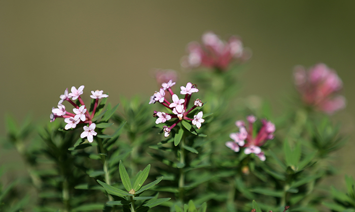 뿌리의 색이 핏빛 같아서 이름이 붙여진 피뿌리풀도 청와대 사랑채 앞마당에서 볼 수 있다. 전한 기자