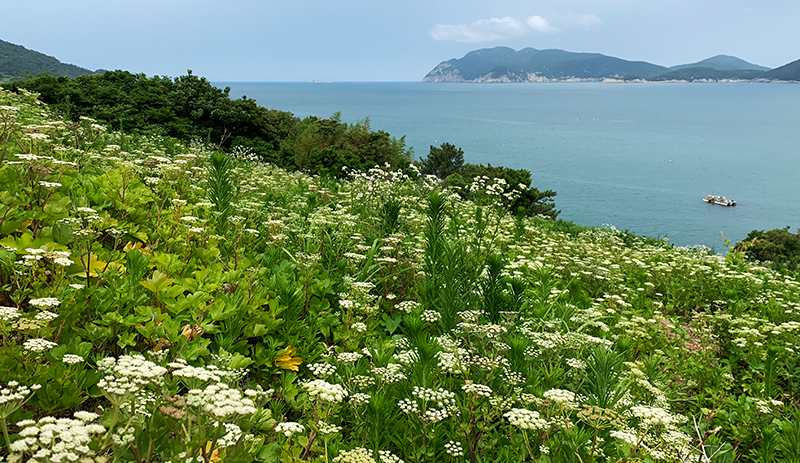 Las flores de servato llenan en la isla de Geumodo en junio.