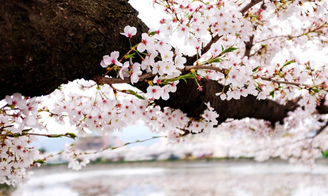 [¡Fuerza Corea!] Esperando la primavera de Daegu