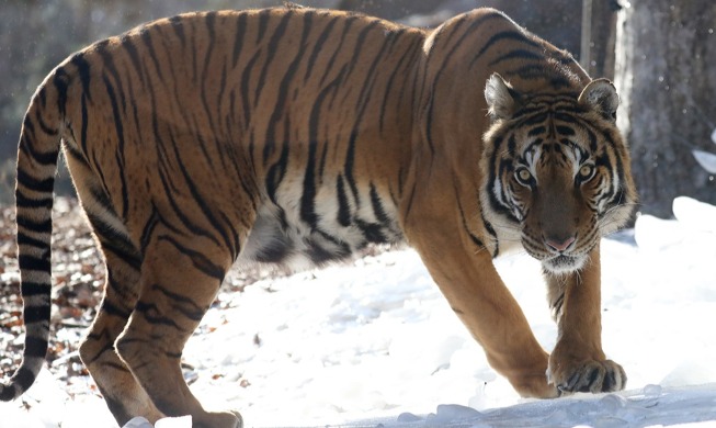 [Selección de reporteros honorarios] La fascinación felina en el Año del tigre negro