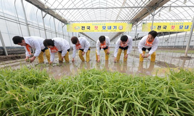 El primer evento de siembra de arroz del país