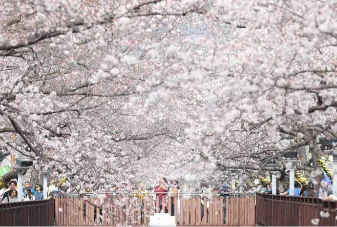 Comienza el festival anual de flores de cerezo en Jinhae