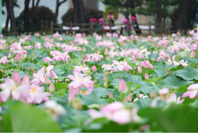 Flores de loto bajo la lluvia