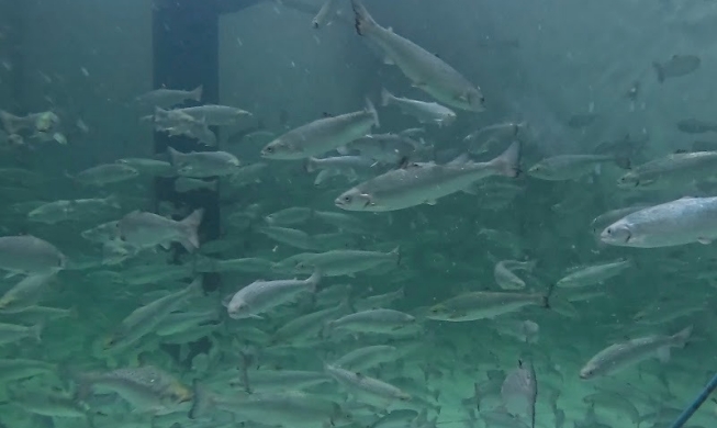 Adiós a la importación: el salmón del Atlántico ya se produce en Busan