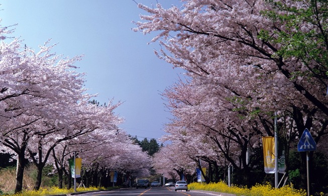 5 excelentes lugares para disfrutar de las flores de cerezo en Corea del Sur