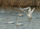 Festival Internacional de Aves Migratorias de Gunsan