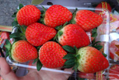 Fresas producidas en Corea se exportan a varios países 