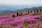 En la cima de la montaña Hwangmaesan, un regalo visual de azaleas reales y cerezos en flor