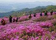 Festival de la Azalea Real de Hwangmaesan, Hapcheon 