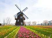 Festival de Flores de Primavera en el Jardín Nacional de la Bahía de Suncheon