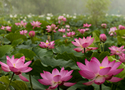 Festival de las Flores de Loto de Seodong en Buyeo