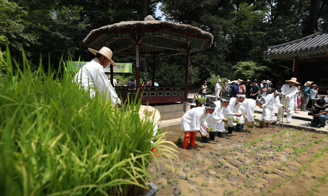 Cultivo de semilleros de arroz en el palacio Changdeokgung