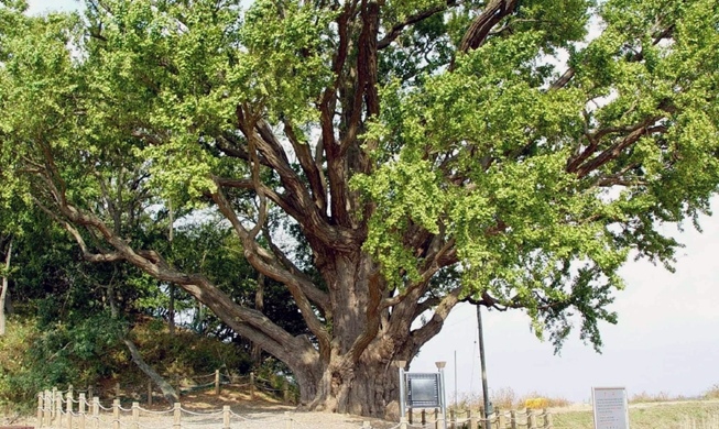 Pareja de árbol se reúne de nuevo en un ritual