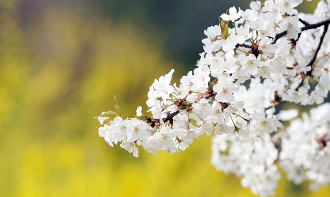 La primavera llega más temprano a Corea este año