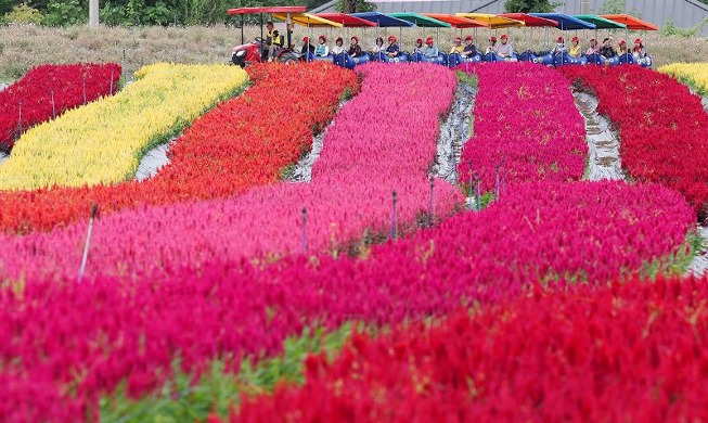 Campo lleno de flores otoñales