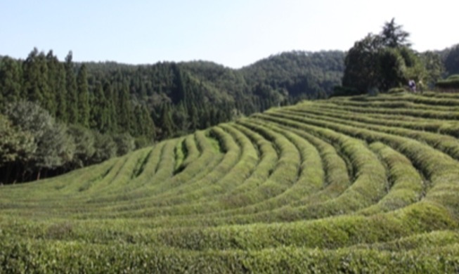 Impacto del té verde en la cultura coreana