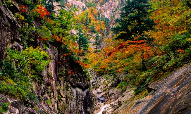 Cinco parques naturales para disfrutar del follaje otoñal en Corea