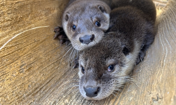 [Corea junto con los animales] ① De la explotación a la convivencia