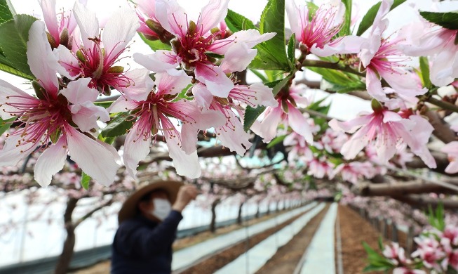 Flores de durazno anuncian la llegada de la primavera