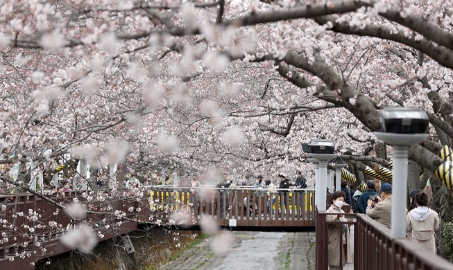 Explosión floral de los cerezos en Jinhae