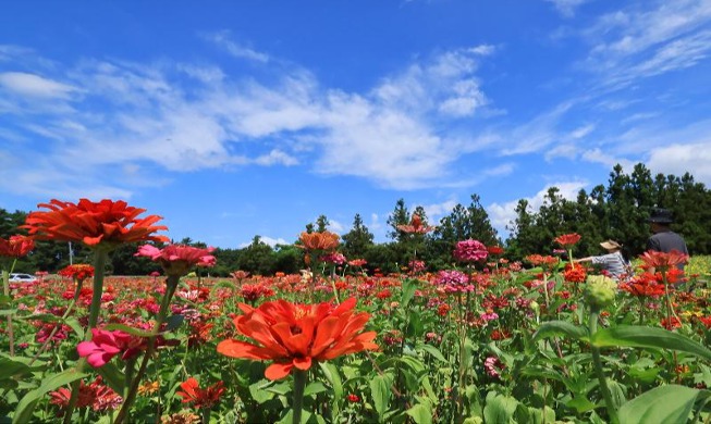 Zinnias en plena floración