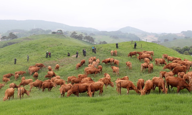 [Foto del día] Vacas pastando en las verdes praderas de Daegwallyeong
