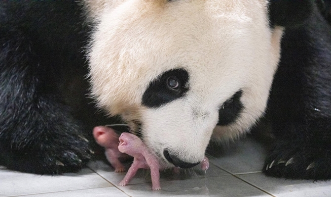 La foto de las primeras pandas gemelas nacidas en Corea es catalogada una de las mejores fotos del año de la revista Time