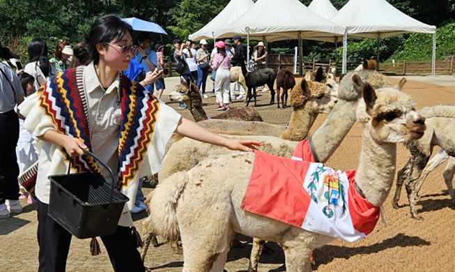 La alpaca como puente cultural: celebración del Día de la Alpaca en Corea